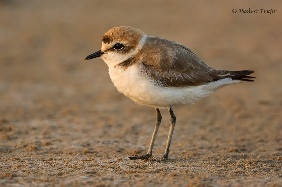 Chorlitejo patinegro (Charadrius alexandrinus)